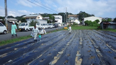 解消した農地に「桜島大根」の種まきをする農業委員