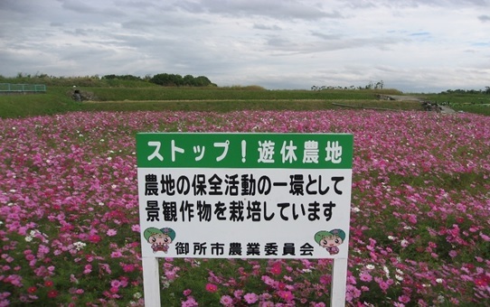 「ストップ遊休農地！」看板と再生したコスモス畑