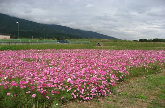 解消した農地に植栽したコスモス畑