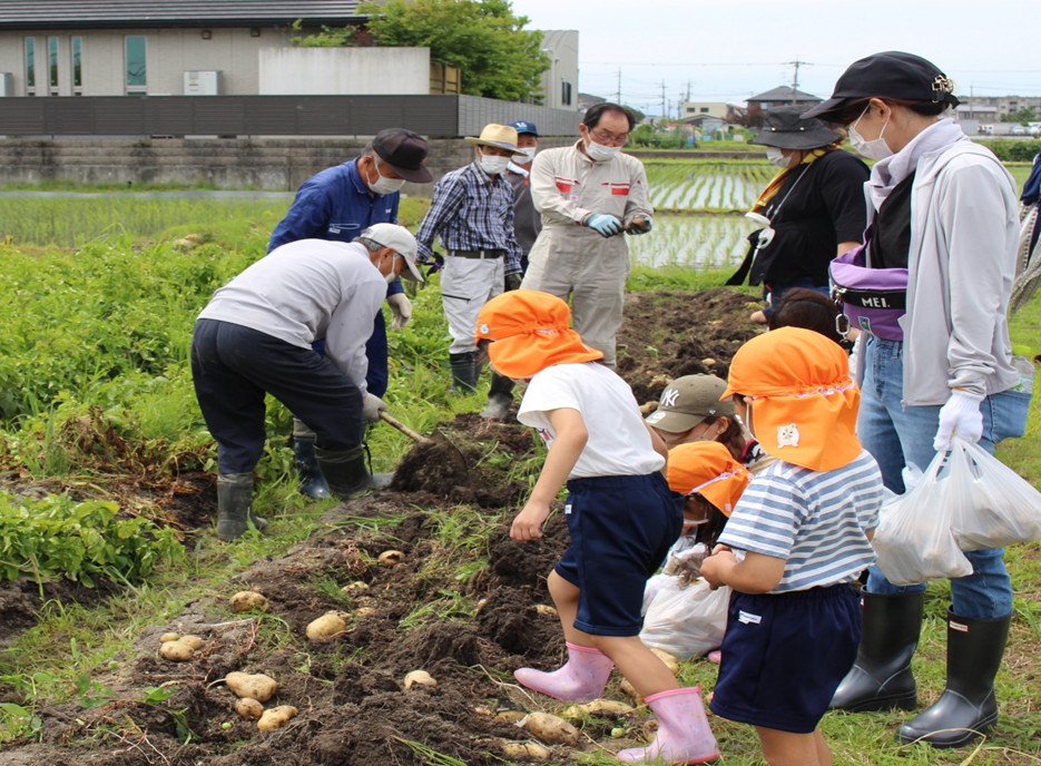 ジャガイモ収穫を楽しむ地元の幼稚園児と保護者、農業委員ら