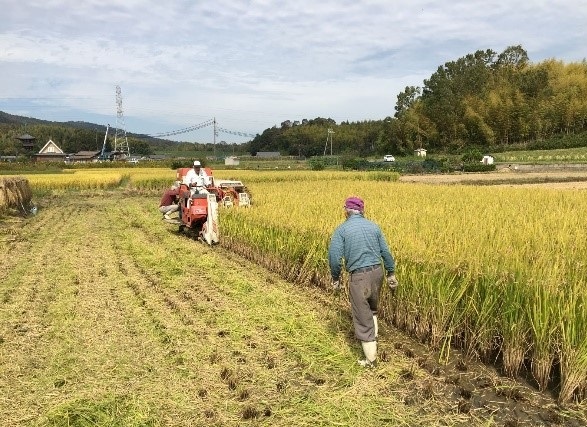 黒米収穫時の作業風景